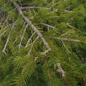 Хвойные опилки оптом в Подольске купить - оперативная доставка по всей России