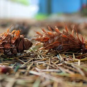 Хвойные опилки оптом в Подольске от завода-производителя Лигнум Ресурс