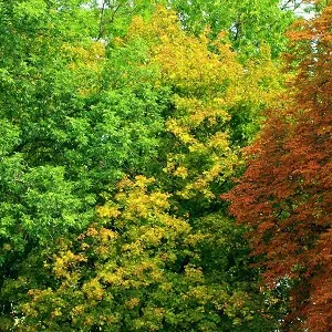 Лиственные опилки оптом в Подольске купить - оперативная доставка по всей России