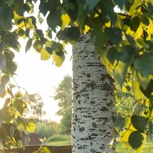 Опилки березовые оптом в Подольске купить - оперативная доставка по всей России