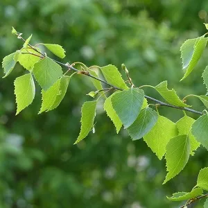 Опилки березовые оптом в Подольске от завода-производителя Лигнум Ресурс