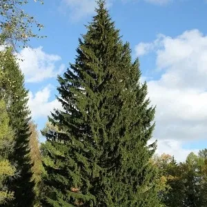 Еловые опилки оптом в Подольске купить - оперативная доставка по всей России