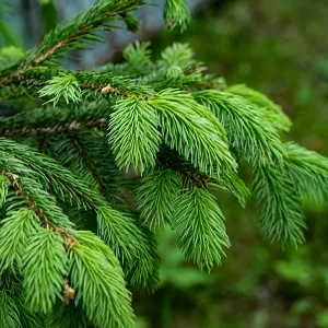 Еловые опилки оптом в Подольске от завода-производителя Лигнум Ресурс