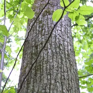 Опилки липовые оптом в Подольске купить - оперативная доставка по всей России