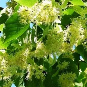 Опилки липовые оптом в Подольске от завода-производителя Лигнум Ресурс