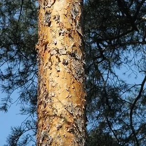 Сосновые опилки оптом в Подольске купить - оперативная доставка по всей России