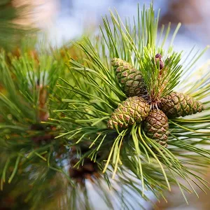 Сосновые опилки оптом в Подольске от завода-производителя Лигнум Ресурс