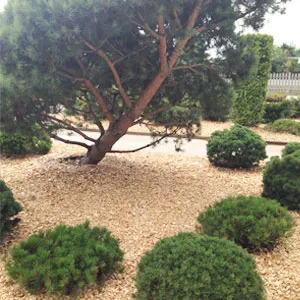 Хвойная щепа оптом в Подольске купить - оперативная доставка по всей России